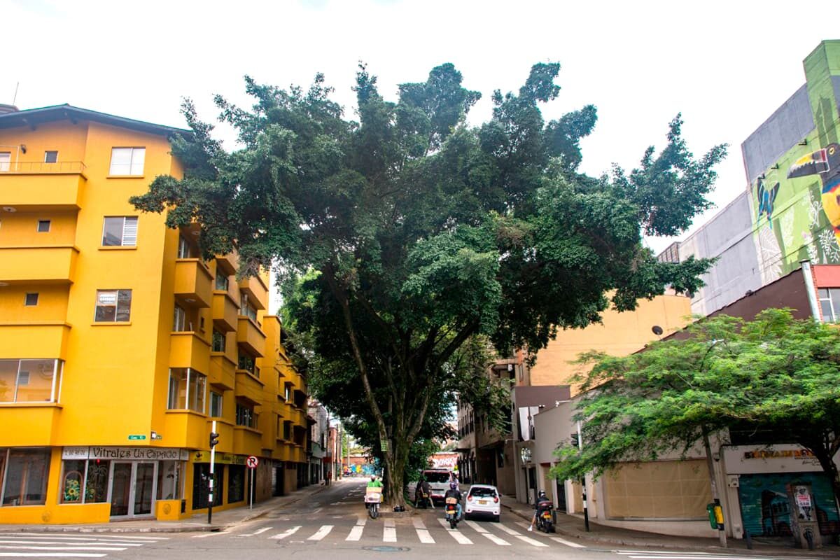 Ficus (Ficus Benjamina), sembrado en 1950. Está en el separador de la carrera 40, cerca de la calle 10.
