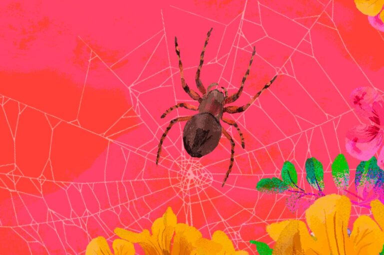 Divertirse con arañas y plastilina