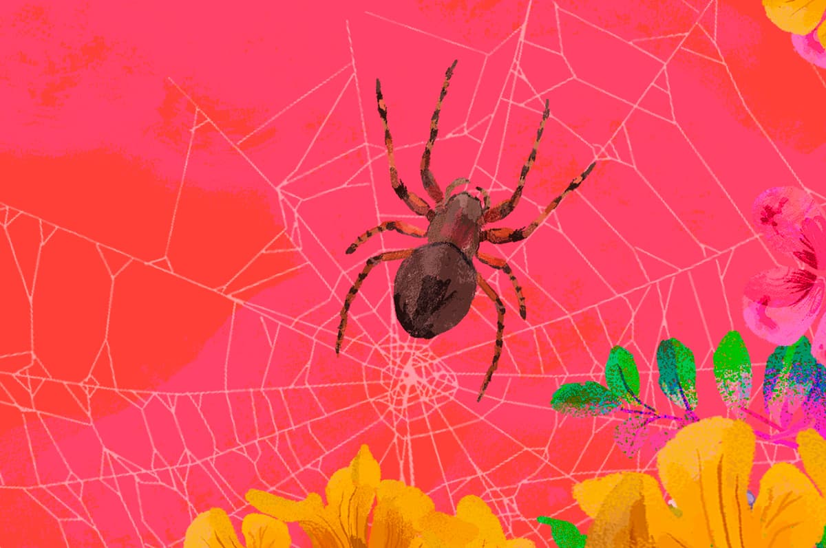 Divertirse con arañas y plastilina