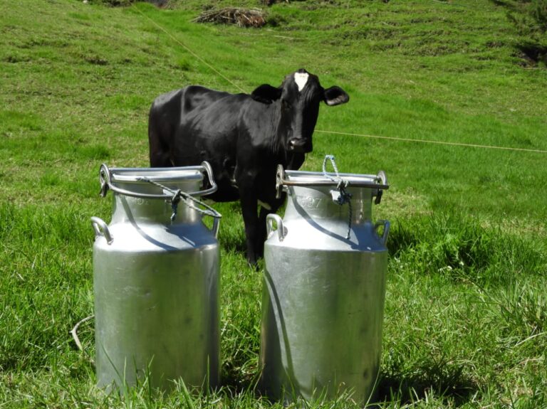 2 millones de litros de leche, en riesgo de pérdida en Antioquia por bloqueos en el país