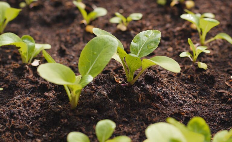 Así funciona la línea de crédito para jóvenes emprendedores del campo