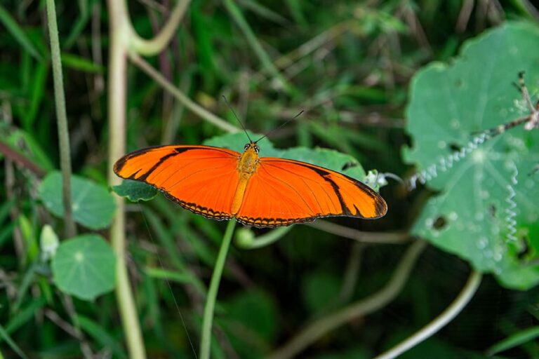 Una vida dedicada a las mariposas