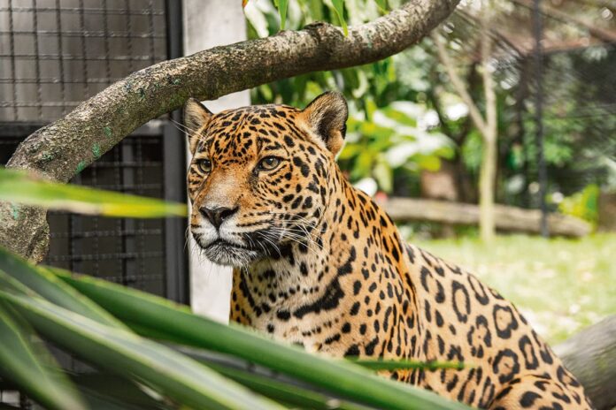 Una nueva casa para las jaguares