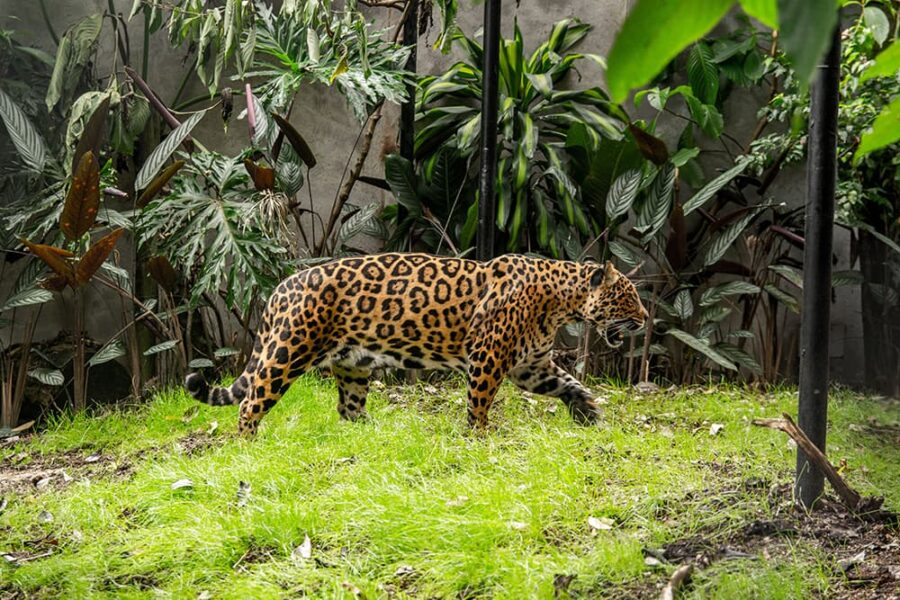 Una nueva casa para las jaguares