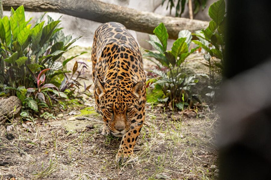 Una nueva casa para las jaguares