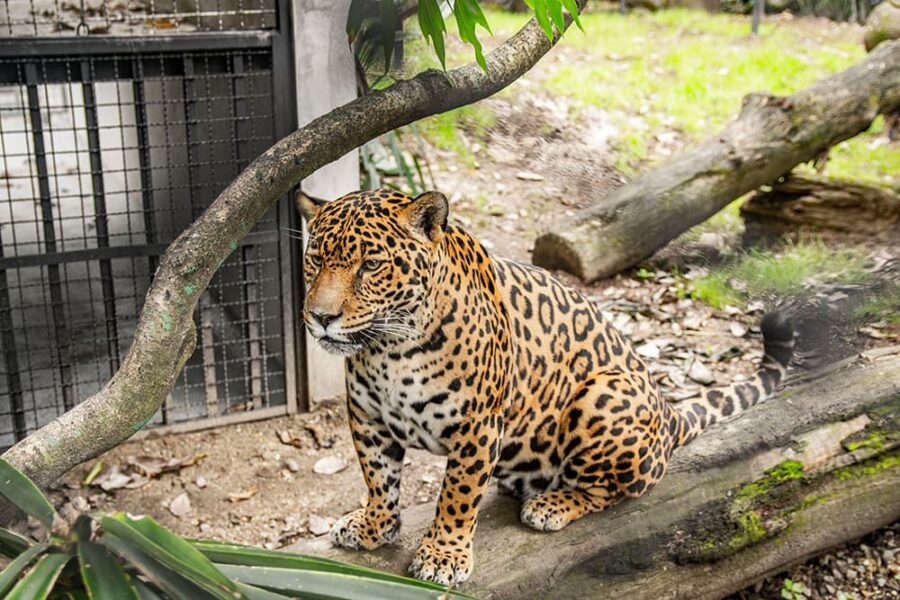 Una nueva casa para las jaguares