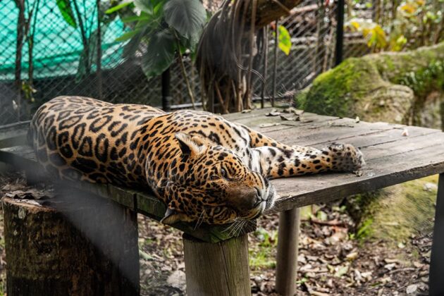 Una nueva casa para las jaguares