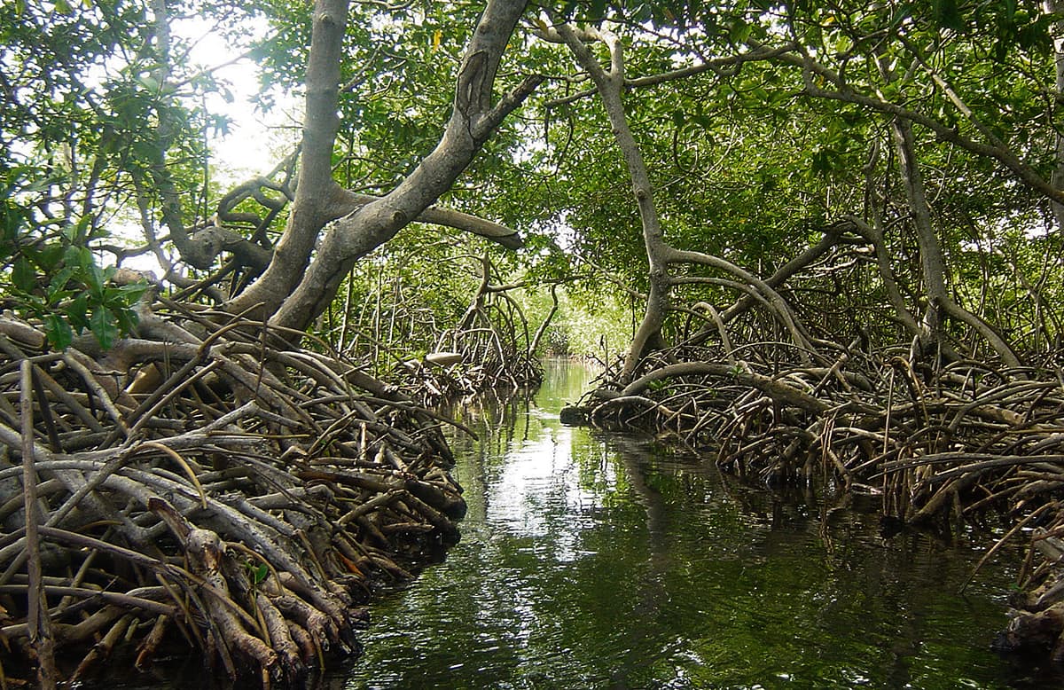 Reserva natural Sanguaré, al norte del Golfo de Morrosquillo