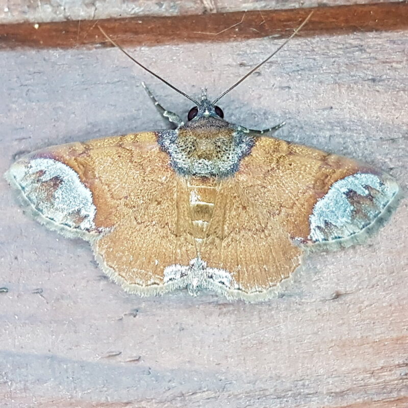 Antiblemma orbiculata (San Rafael, Antioquia)