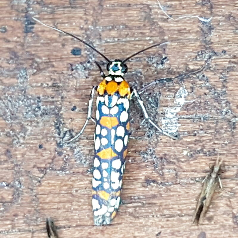 Atteva pustulella (San Rafael, Antioquia)