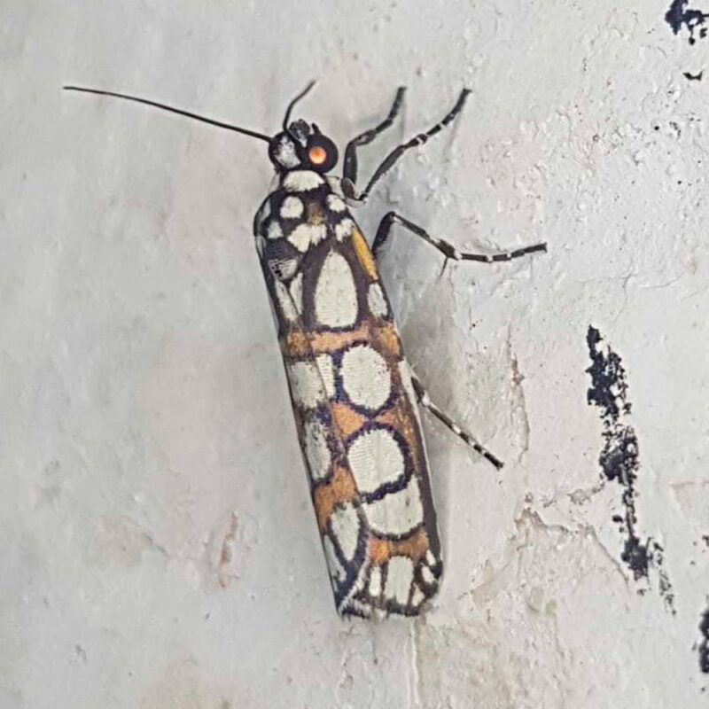 Cydosia nobilitella (Puerto Nare, Antioquia)