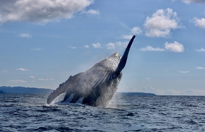 Disfrutar de las ballenas libres en una galería fotográfica