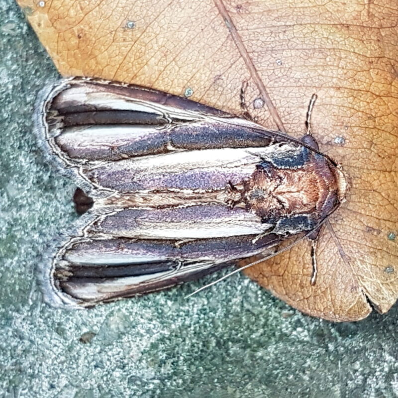 Draudtargia picta (Puerto Nare, Antioquia)
