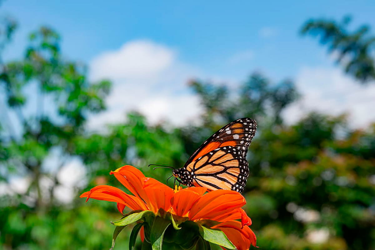 En Colombia está el 20 % de las especies de mariposas en el mundo