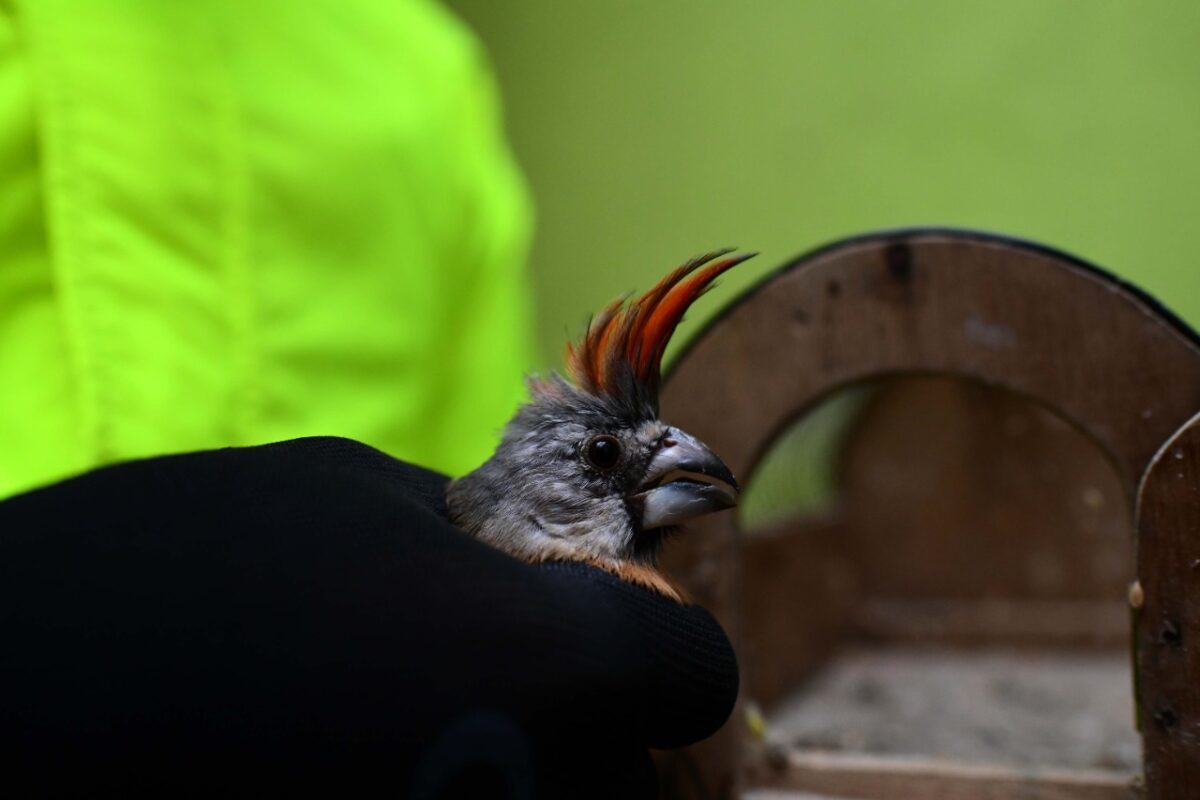 46 aves víctimas del tráfico de fauna silvestre ya están protegidas