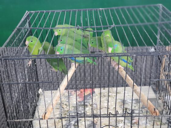 46 aves víctimas del tráfico de fauna silvestre ya están protegidas