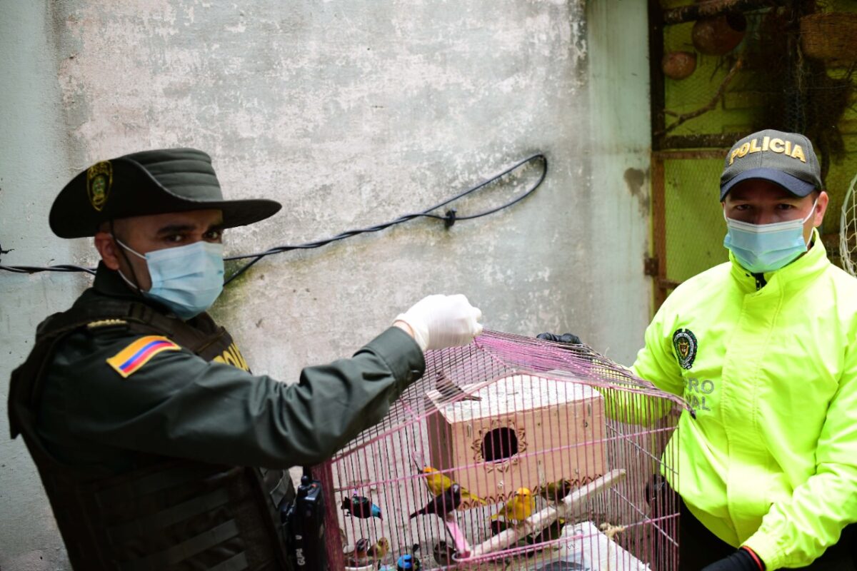 46 aves víctimas del tráfico de fauna silvestre ya están protegidas