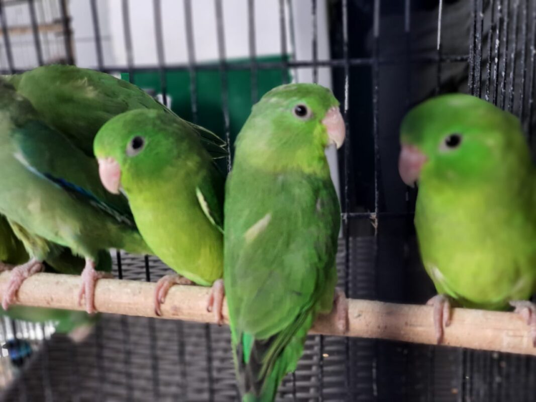 46 aves víctimas del tráfico de fauna silvestre ya están protegidas
