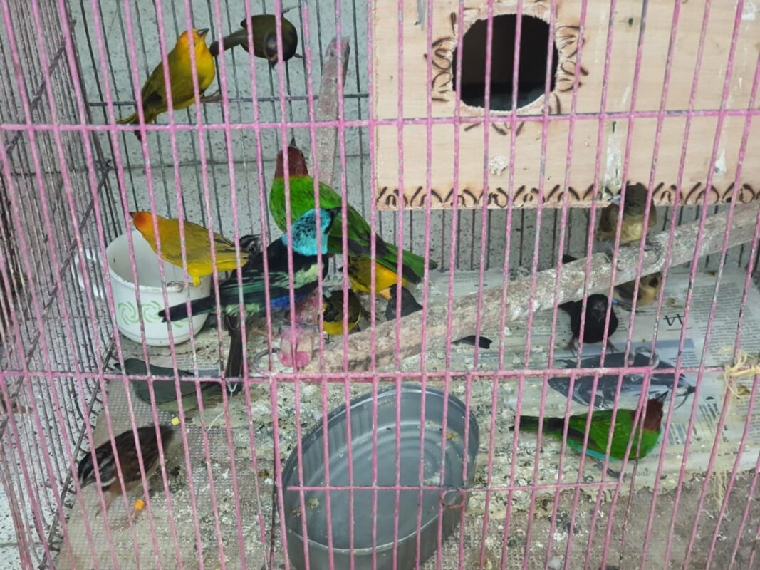 46 aves víctimas del tráfico de fauna silvestre ya están protegidas