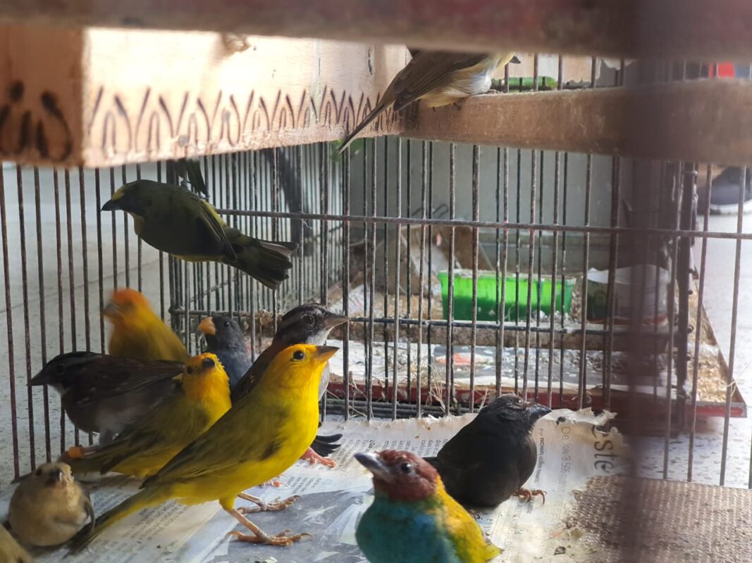 46 aves víctimas del tráfico de fauna silvestre ya están protegidas