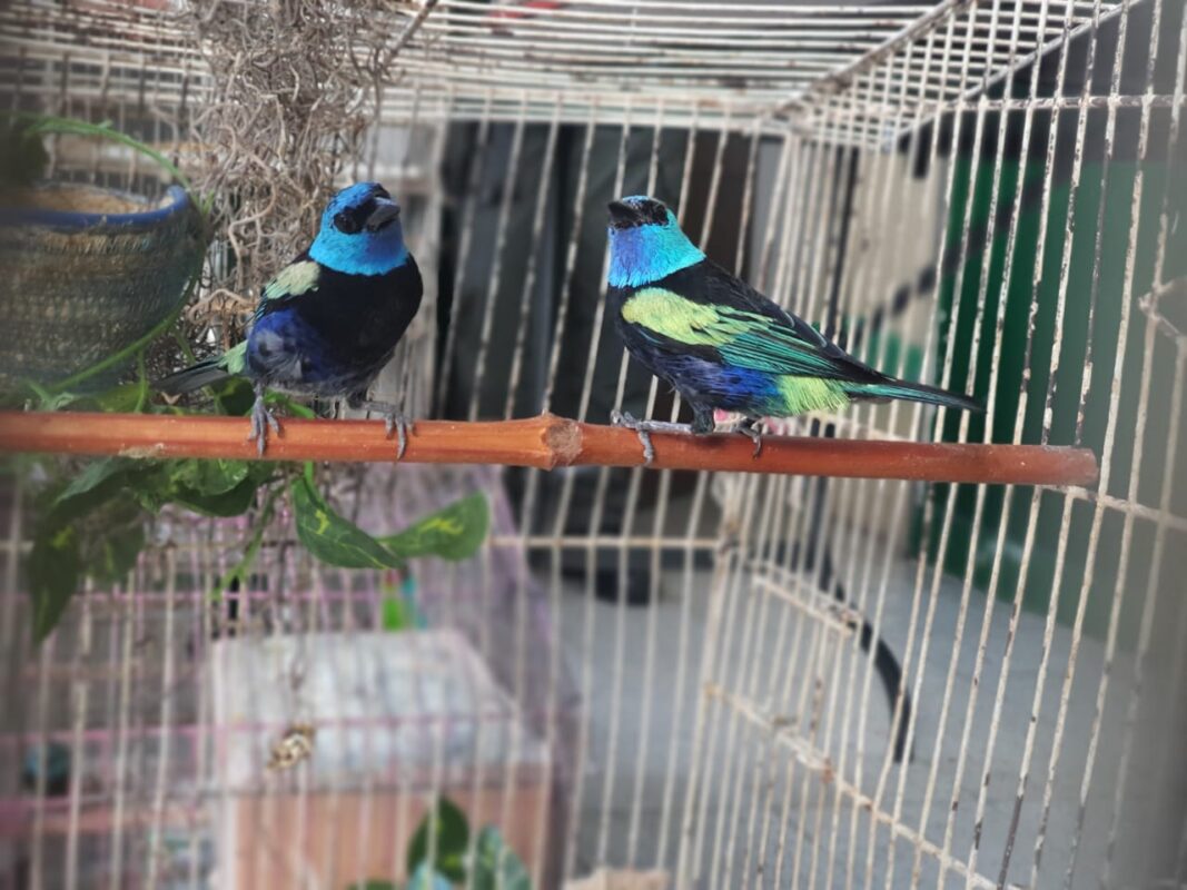46 aves víctimas del tráfico de fauna silvestre ya están protegidas
