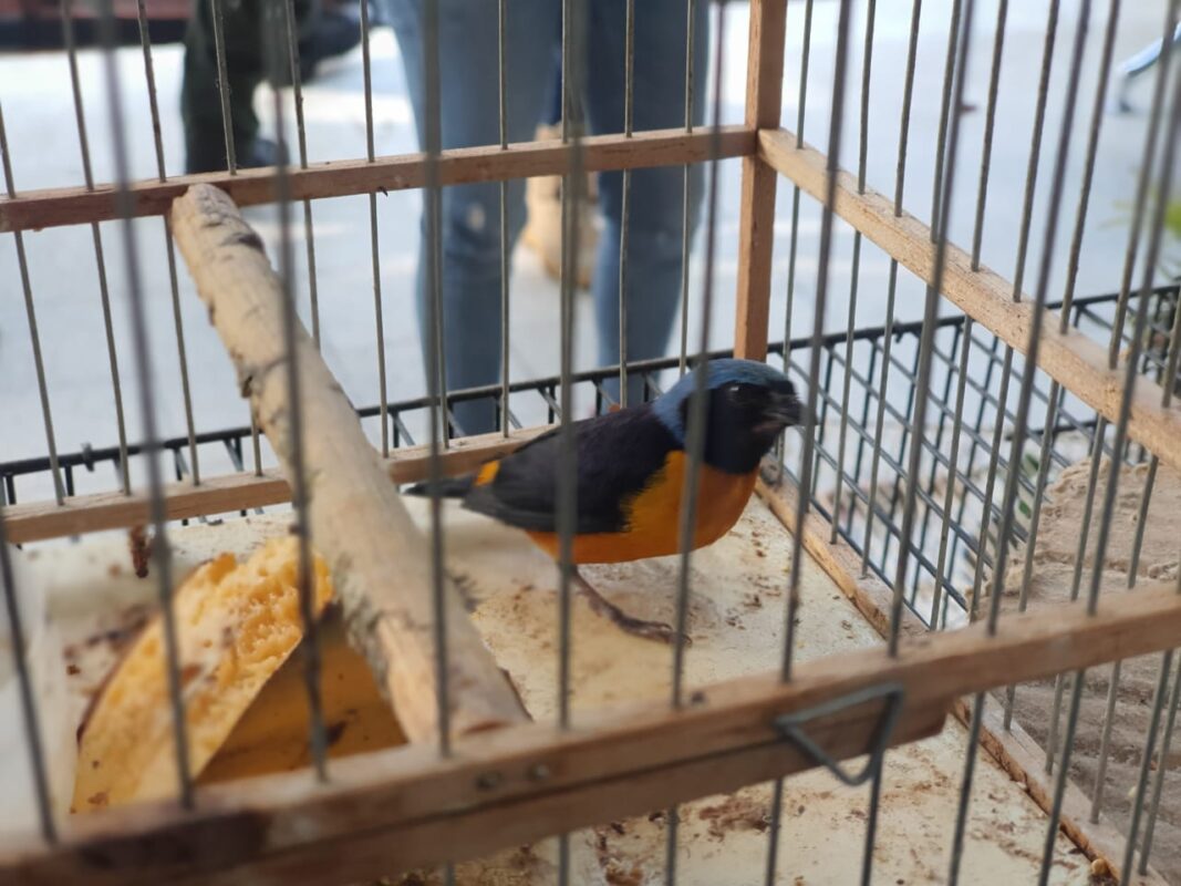 46 aves víctimas del tráfico de fauna silvestre ya están protegidas