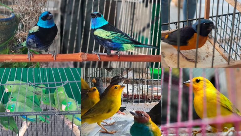 46 aves víctimas del tráfico de fauna silvestre ya están protegidas