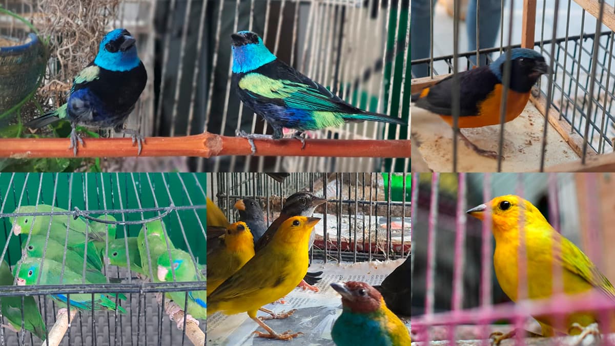 En Medellín rescataron 46 aves víctimas del tráfico de fauna silvestre