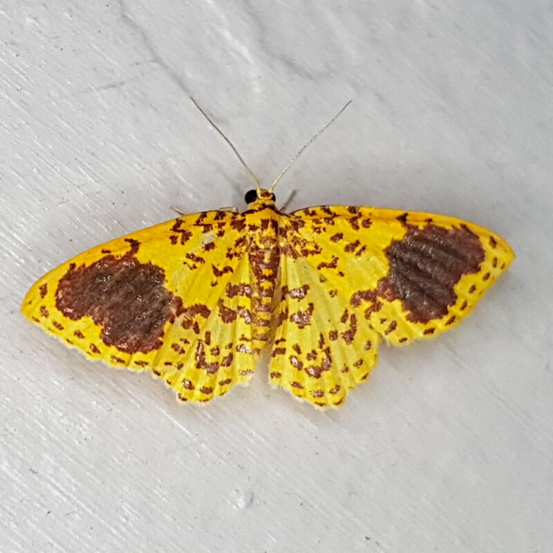Eois yvata (Caldas, Antioquia)