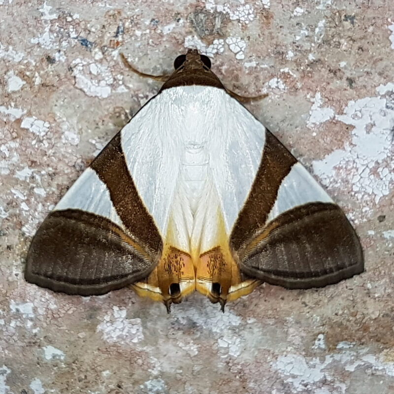 Eulepidotis argyritis (Puerto Nare, Antioquia)