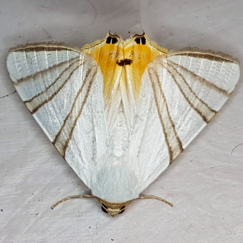 Eulepidotis geminata (Caldas, Antioquia)