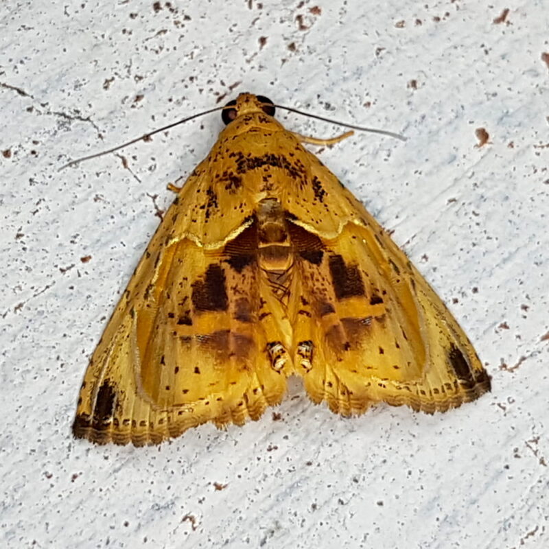 Eulepidotis metalligera (Puerto Nare, Antioquia)