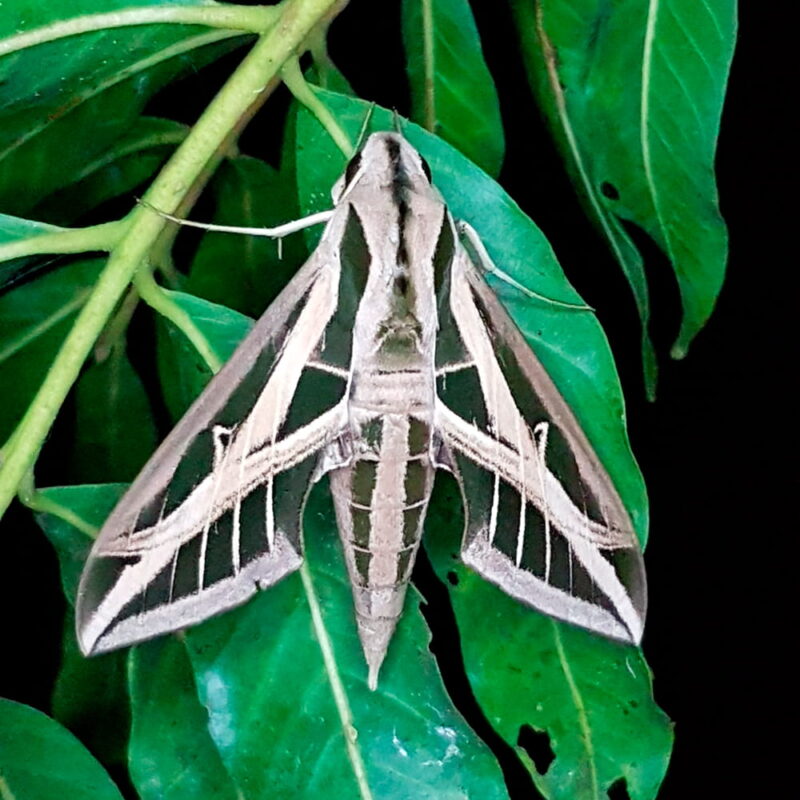 Eumorpha fasciatus (Puerto Nare, Antioquia)