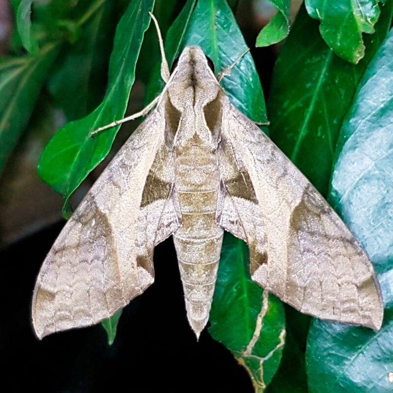 Eumorpha obliquus (Puerto Nare, Antioquia)
