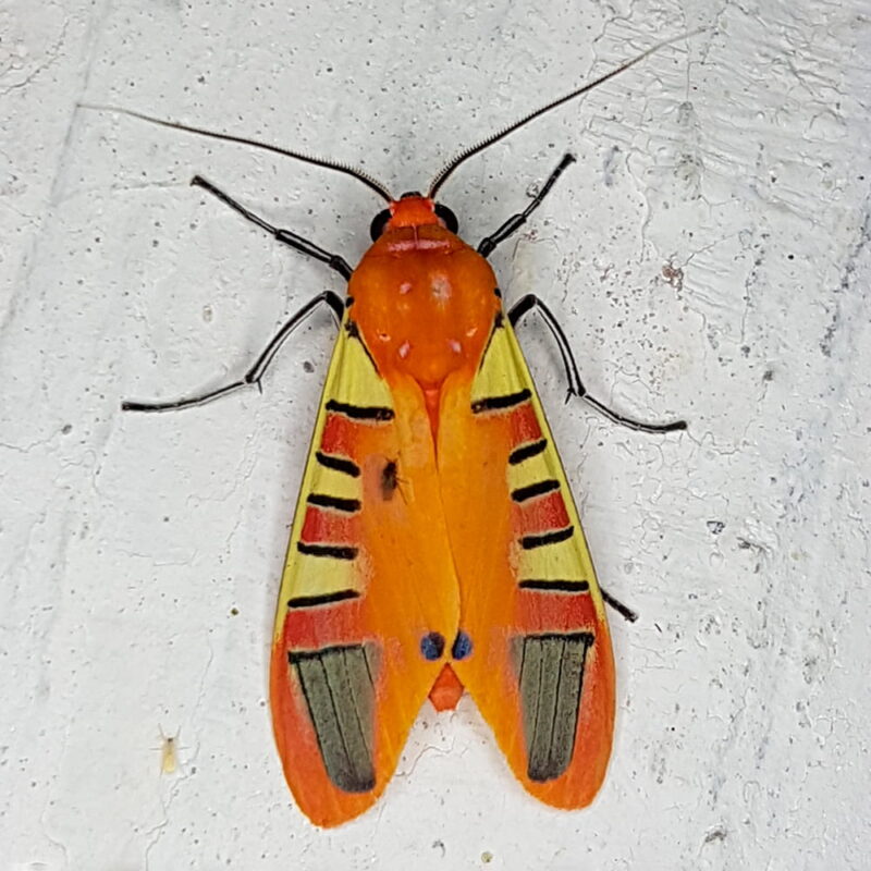 Gorgonidia buckleyi (Puerto Nare, Antioquia)