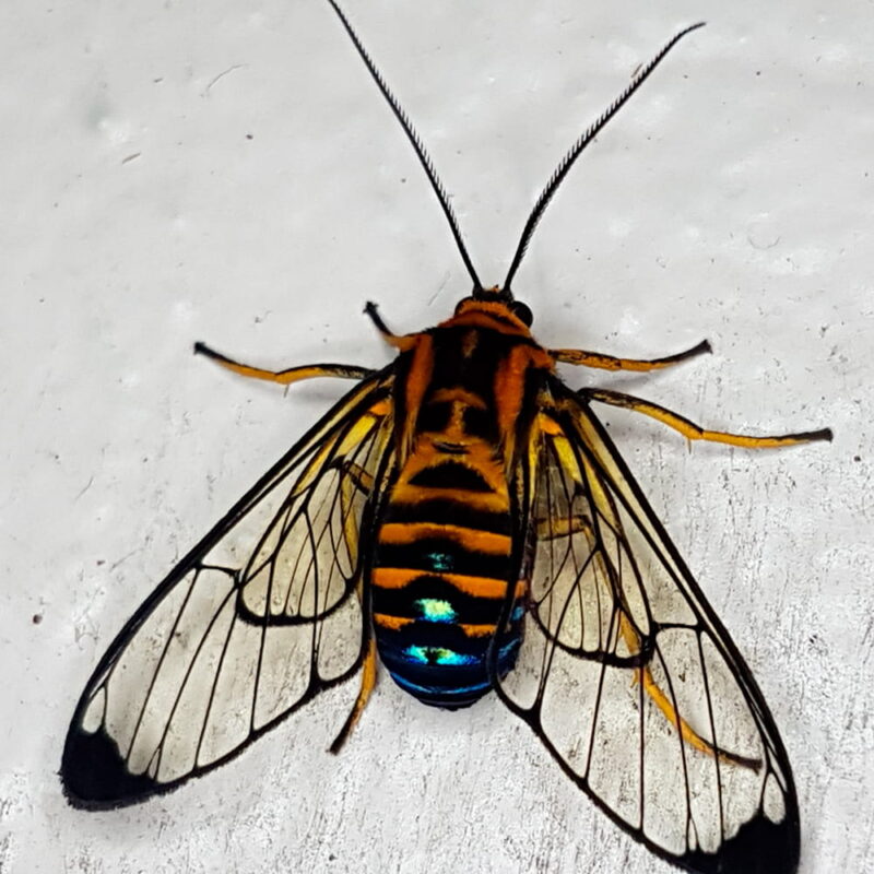 Gymnelia sp. (Caldas, Antioquia)