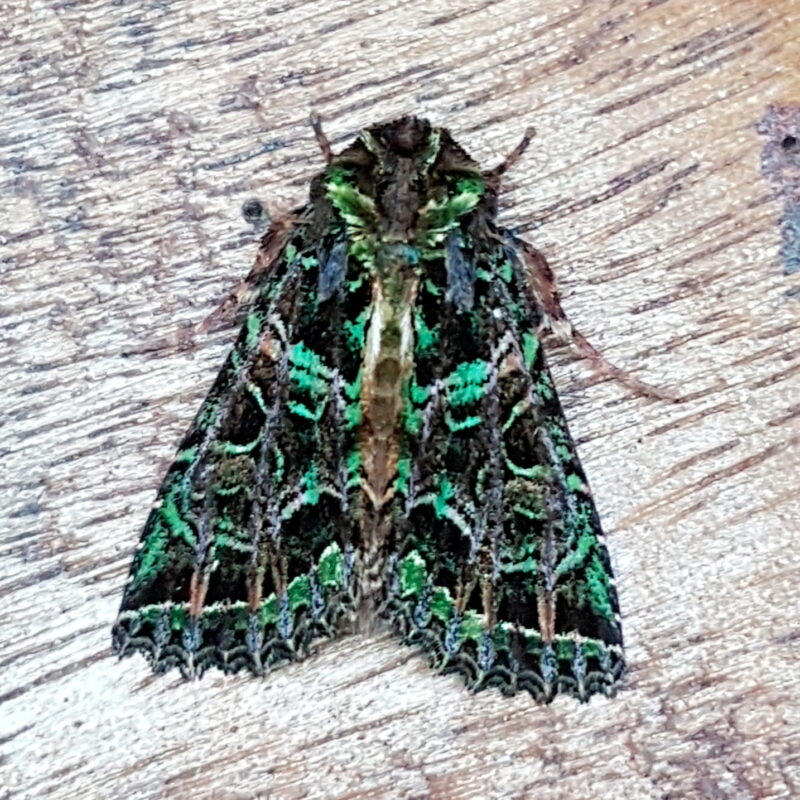 Heterochroma beryllus (Caldas, Antioquia)