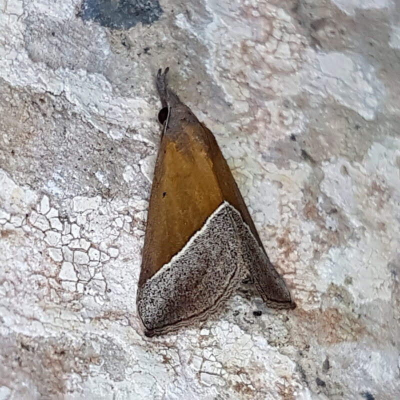 Hypena lividalis (Puerto Nare, Antioquia)