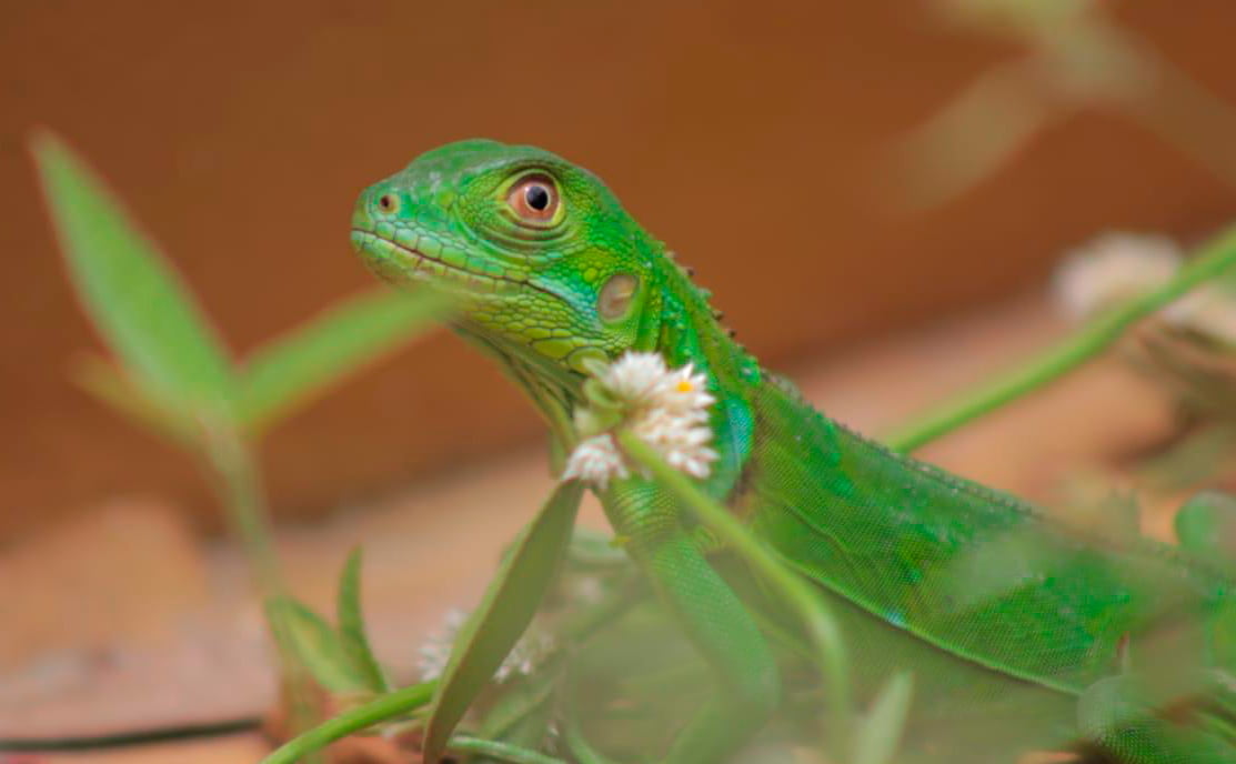Iguanas y tortugas nacieron en una construcción en Medellín