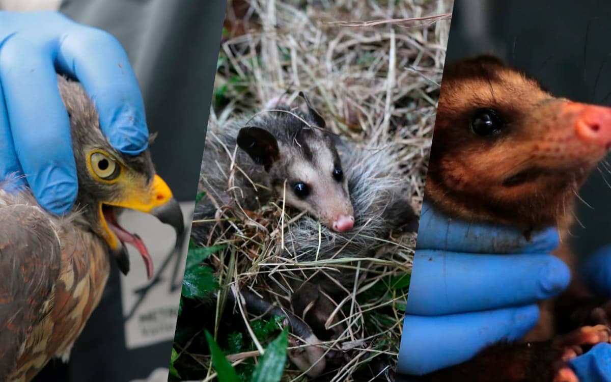 Liberan a 38 animales rescatados en Medellín y el Valle de Aburrá
