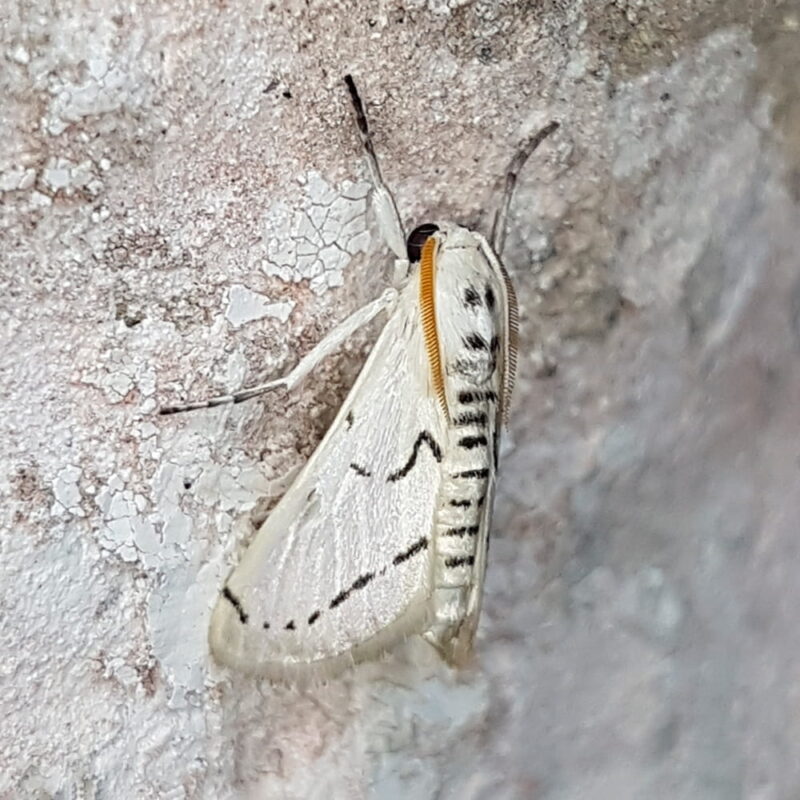 Linosta centralis (Puerto Nare, Antioquia)