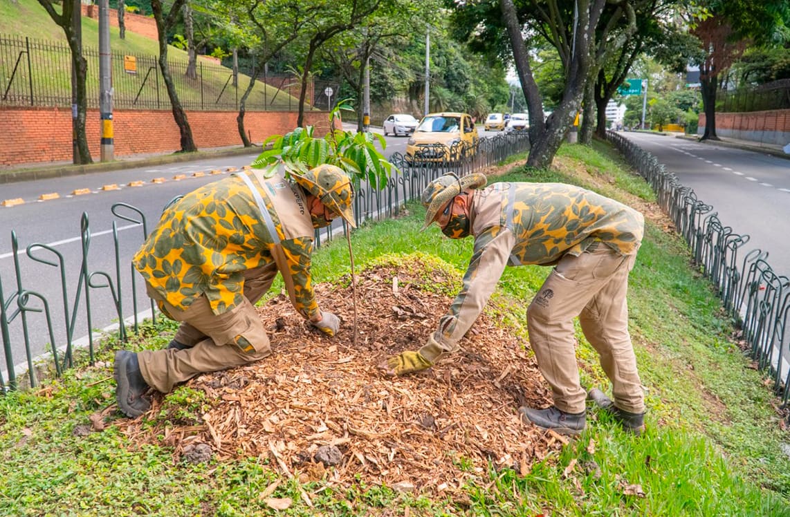 Medellín reverdece con la siembra de nuevos árboles y jardines