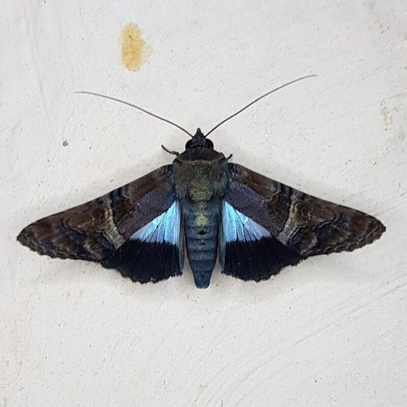 Nagara heterogramma (San Rafael, Antioquia)