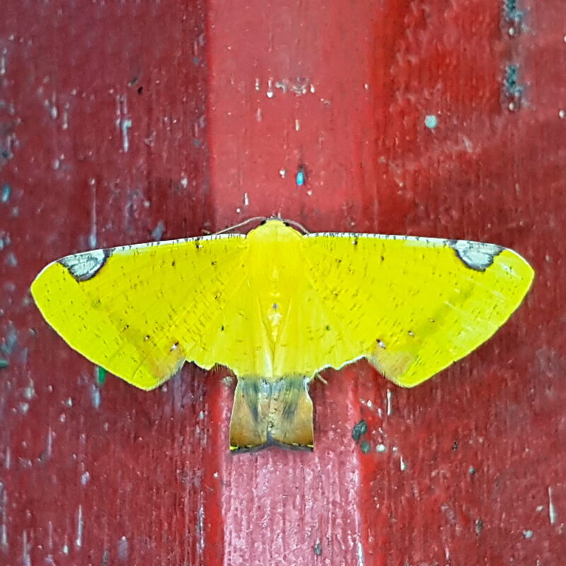 Nepheloleuca politia (Puerto Nare, Antioquia)