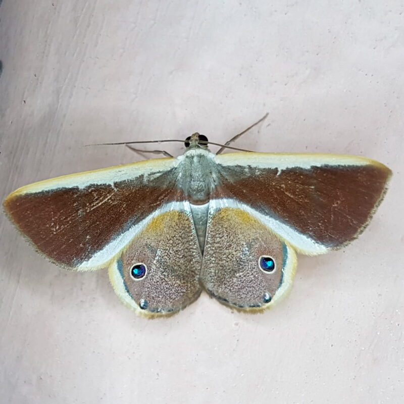 Opisthoxia eusiraria (San Rafael, Antioquia)