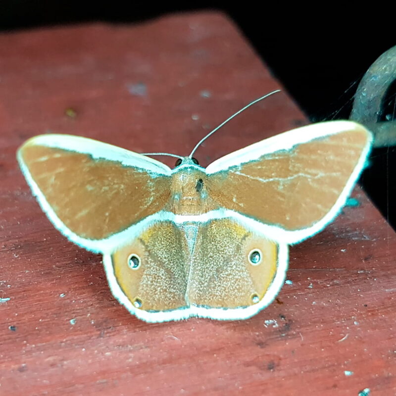 Opisthoxia eustyocharia (San Rafael, Antioquia)