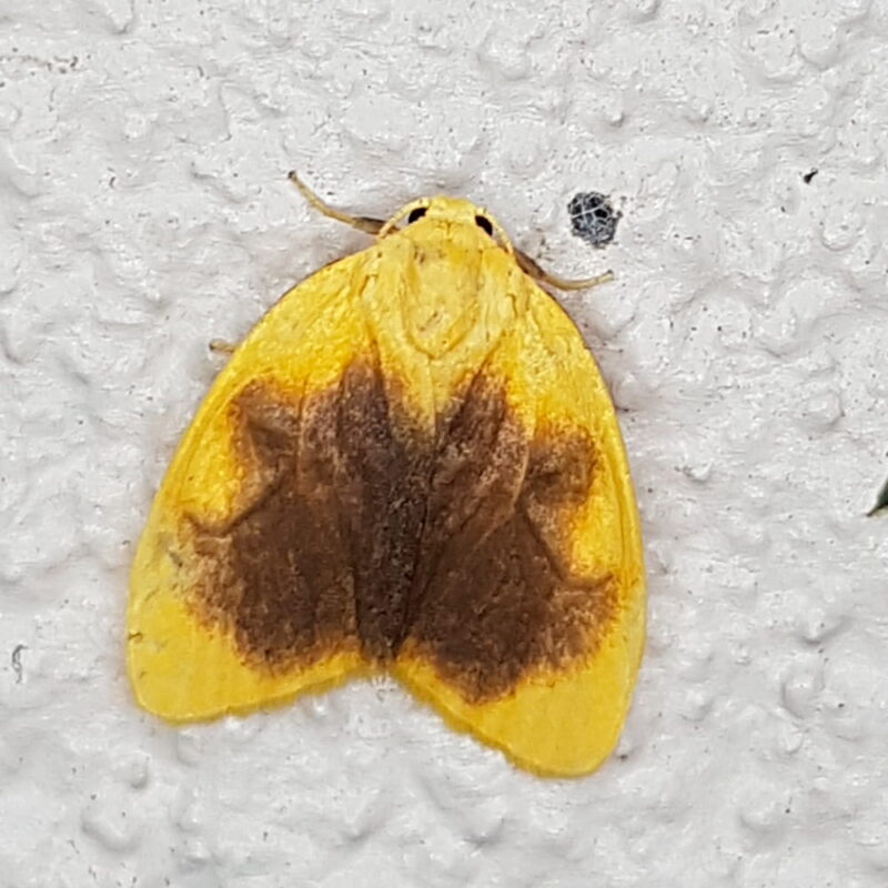 Pronola ectrocta (Caldas, Antioquia)