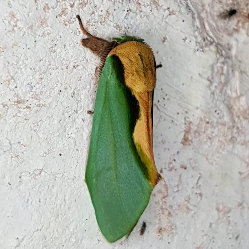 Rosema sciritis (Puerto Nare, Antioquia)