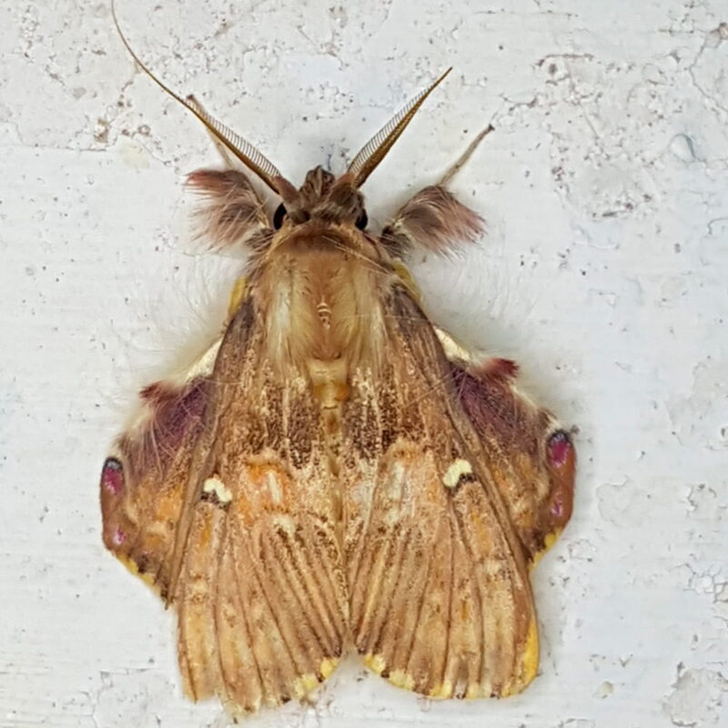 Sosxetra grata (Puerto Nare, Antioquia)