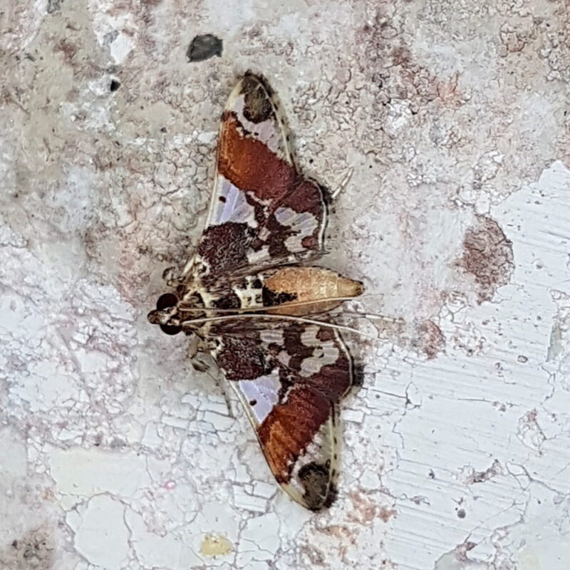 Syngamilyta pehlkei (Puerto Nare, Antioquia)